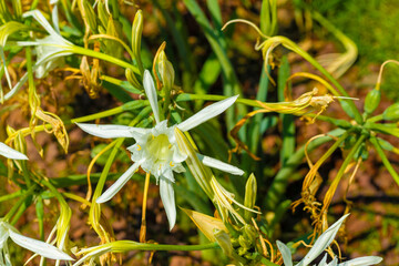 Close-up of White Spider Lily Flowers and Greenery