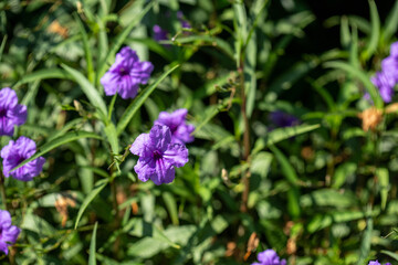 Ruellia Simplex Flowers and Green Leaves