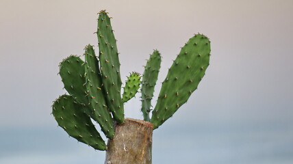 Green cactus plant growing by the beach with ocean horizon and pastel cloudy sky in tropical coastal view