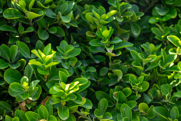 Dense Green Bush Foliage Close-Up