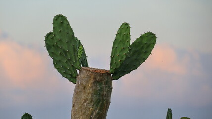 Green cactus plant growing by the beach with ocean horizon and pastel cloudy sky in tropical coastal view