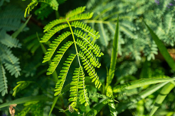 Green Compound Leaf with Blurred Foliage Background