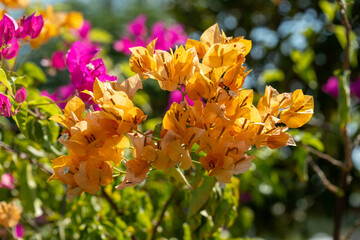 Close-up of Yellow and Pink Bougainvillea Flowers