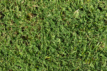 Close-Up View of Dense Green Grass