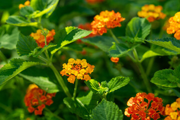 Lantana Plant with Orange and Yellow Flowers and Green Leaves