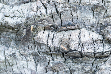 Palm Tree Trunk Bark Detail