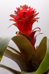 Red Bromeliad Flower with Green Leaves