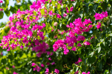 Bougainvillea Flowers and Green Leaves