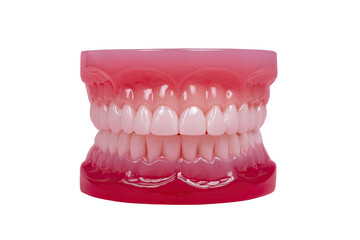 Obraz premium Full dental model, pink gums, white teeth