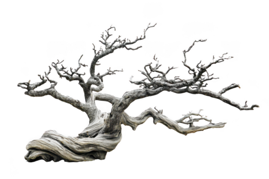 Detailed bonsai tree image, old and weathered wood texture, artistic tree silhouette, nature inspired design element, isolated on transparent background