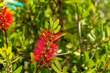 Red Bottlebrush Flower and Green Leaves