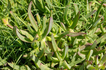 Succulent Plants with Green Grass