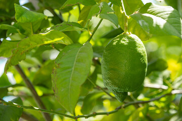 Unripe Lemon Hanging on Tree Branch with Green Leaves