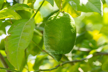 Unripe Lemon Hanging on Branch with Green Leaves