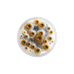 Petri Dish with Aspergillus Niger Fungus Colony - Close-Up Macro View