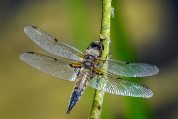 Close-up of a four-spotted chaser dragonfly