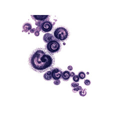 Abstract Swirling Purple and Pink Organic Forms on Black Background