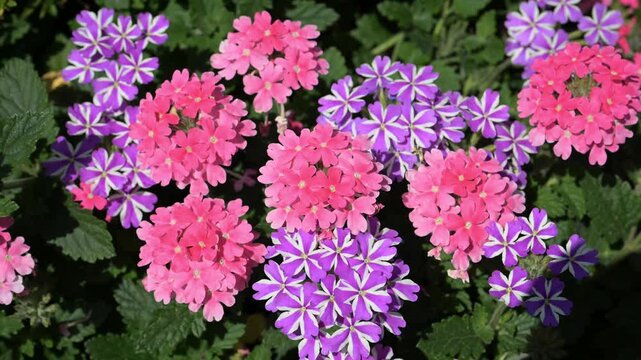 Beautiful Verbena Hybrida flowers in the park.