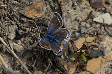 Common Blue Butterfly on the ground
