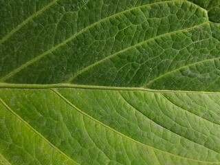 closeup green leaves for background, nature themes or background