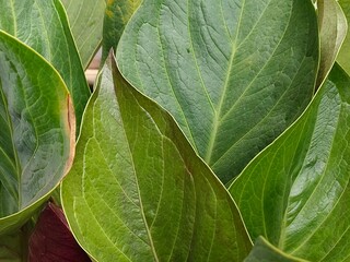 closeup green leaves for background, nature themes or background presentation