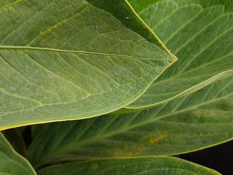 Fototapeta closeup green leaves, nature themes or background presentation
