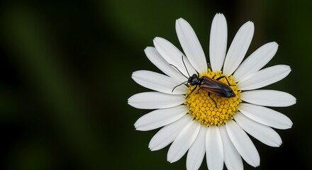 A wasp on a daisy flower.