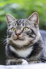 Close-up portrait of a pure healthy Chinese Li Hua cat (Dragon Li, Chinese tabby), a curious one, wide-eyed