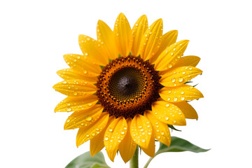 Fototapeta premium sunflower isolated on white background