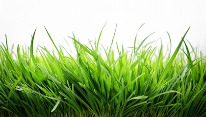 Fototapeta premium green grass on white background spring or summer plant lawn
