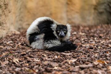 A striking black-and-white ruffed lemur (Varecia variegata) is seen curled up on a bed of bark chips, resting against a rocky wall. Native to Madagascar, this endangered primate has thick fur