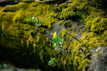 Green moss covers the bark of a fallen tree, with fresh leaves sprouting from the cracks,...