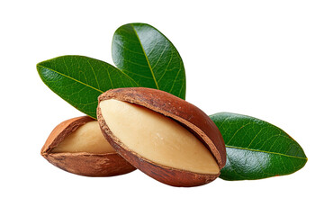 Close-up of two shelled argan nuts, vibrant green leaves