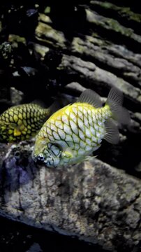 Pineapplefish with glowing scales swimming gracefully in dark underwater environment in 4K