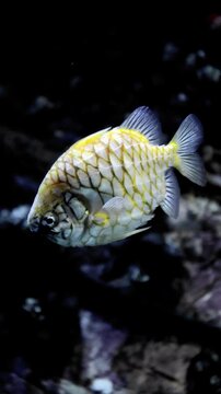 Pineapplefish with glowing scales swimming gracefully in dark underwater environment in 4K
