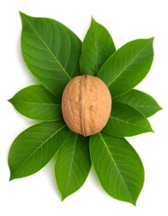Walnut nestled amongst vibrant green leaves
