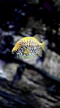 Pineapplefish with glowing scales swimming gracefully in dark underwater environment in 4K