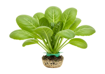 Fresh green spinach plant with roots isolated on transparent background