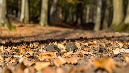 Autumn forest floor with leaves and mushrooms visible