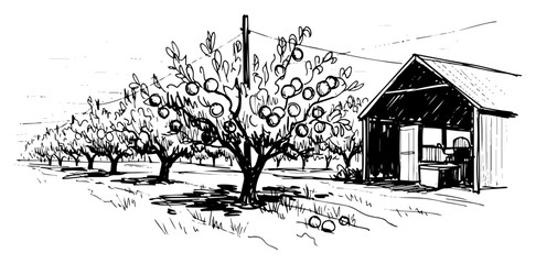 Fototapeta premium Orchard farm with fruit trees and barn sketch
