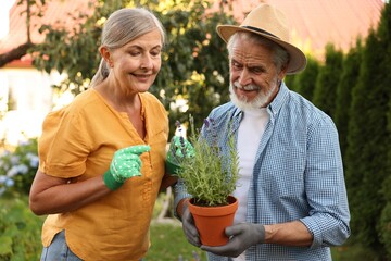 Happy senior couple in gloves with potted plant in garden