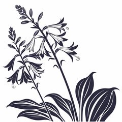 black and white  hosta