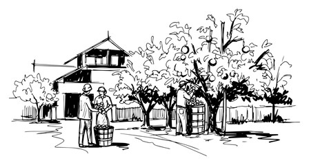 Orchard fruit harvest countryside scene sketch © Mago