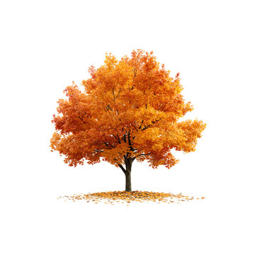autumn tree isolated on a transparent background, in a PNG format	