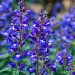 Close-up of vibrant purple flowers (1)