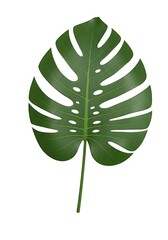Emerald Splendor: A Tropical Leaf
