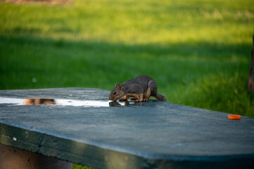 squirrel drinking water on a stone park bench