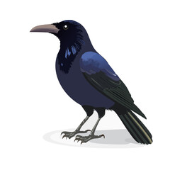 Isolated illustration of a dark crow standing on a white surface raven animal design for graphic usage black bird vector