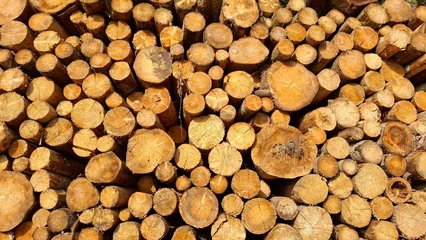 Fotobehang Brandhout Stack of cut firewood — close-up showing texture and growth rings with warm tones. Ideal as a background, decorative pattern or visual for wood energy and rustic design.  © Chimatayama