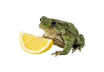 Fototapeta premium A warty green toad, glowing amber eyes, beside a bright yellow lemon wedge on a white plate on transparent. Shadowless, macro, pristine, high-key, commercial product photography concept.